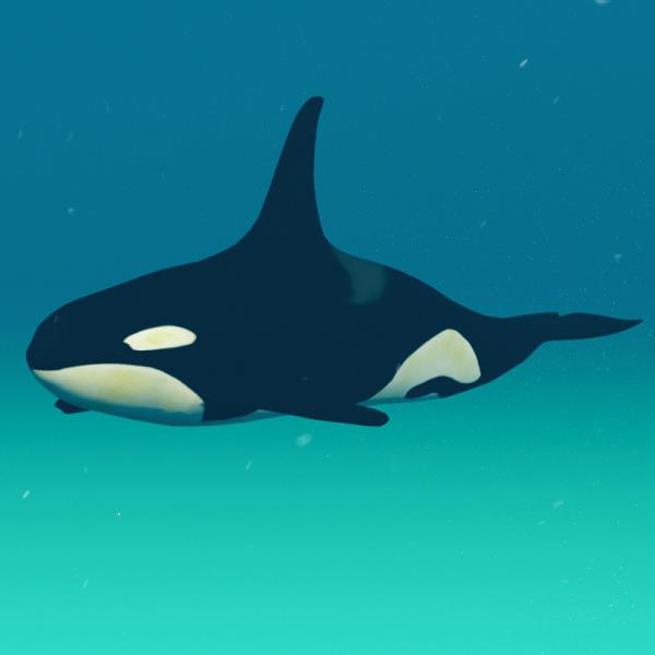 نهنگ قاتل - دانلود مدل سه بعدی نهنگ قاتل - آبجکت سه بعدی نهنگ قاتل - دانلود مدل سه بعدی fbx - دانلود مدل سه بعدی obj -Killer Whale 3d model - Killer Whale object - download Killer Whale 3d model - 